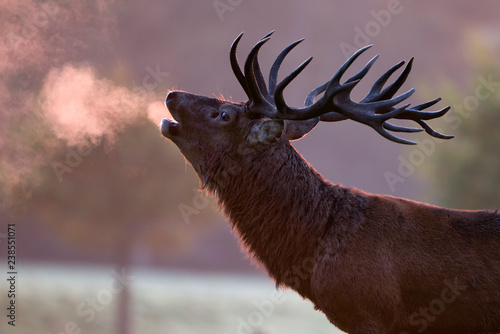 England, Red deer rutting, Cervus elaphus photo