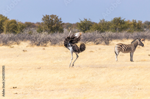 A male ostrich   Struthio Camelus  completes his mating ritual with a flourish of his large wings  Etosha National Park  Namibia.