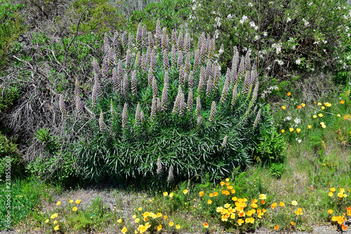 Spain, Canary Islands, Tenerife, botany photo