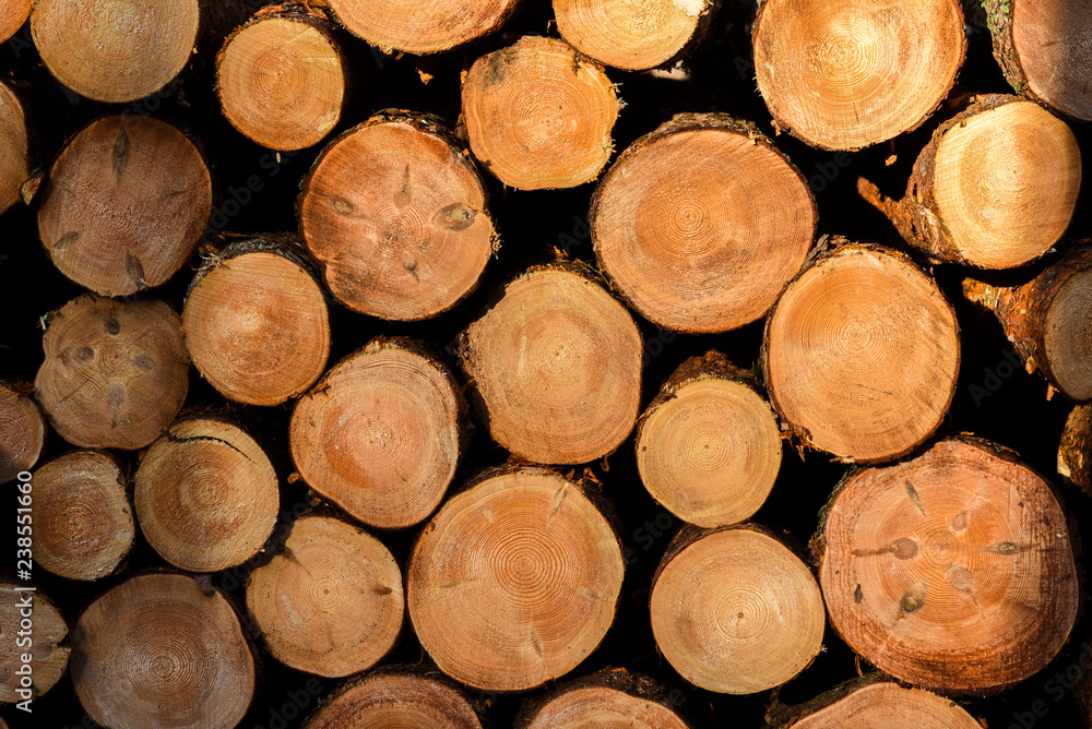 Cut wood arranged in the forest at sunset. Cut wood arranged in the forest at sunset.