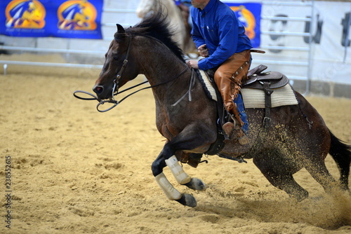 Fototapeta Naklejka Na Ścianę i Meble -  Action. Brown Quarter Horse in a inside cutting Competition, Detail.