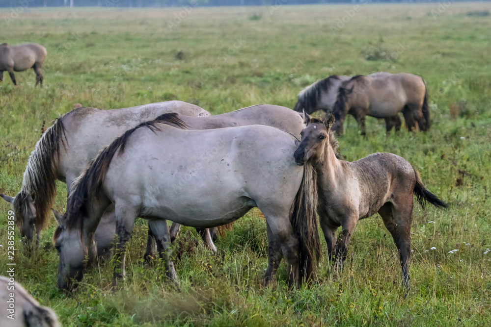 Wild horses grazing in the meadow on foggy summer morning. Wild horses grazing in the meadow on foggy summer morning.