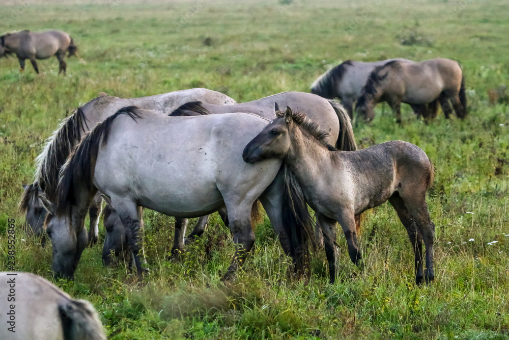 Wild horses grazing in the meadow on foggy summer morning. Wild horses grazing in the meadow on foggy summer morning.