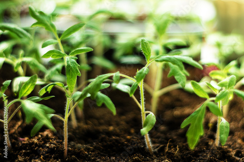 Charming little tomato seedlings on a background of brown soils from black soil