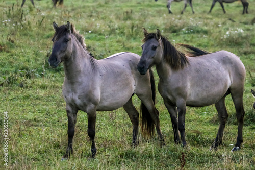 Wild horses grazing in the meadow on foggy summer morning.