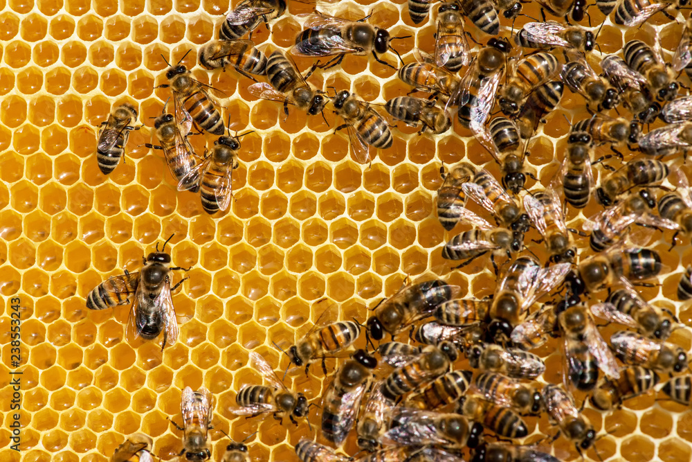 closeup of bees on honeycomb in apiary