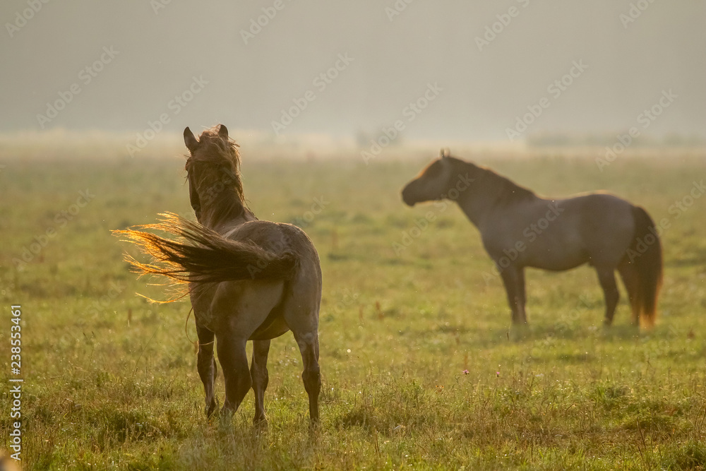 Wild horses grazing in the meadow on foggy summer morning. Wild horses grazing in the meadow on foggy summer morning.