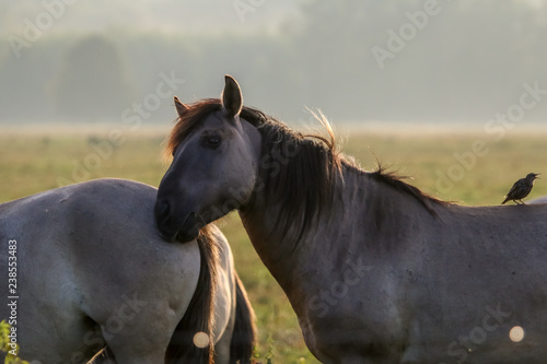 Wild horses grazing in the meadow on foggy summer morning.