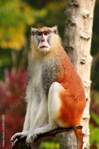 Fototapeta Naklejka Na Ścianę i Meble -  Portrait of a monkey is sitting, resting and posing on branch of tree in garden. Patas monkey is type of primates, tropical exotic wild animals. Monkey look at something in natural environment at zoo.