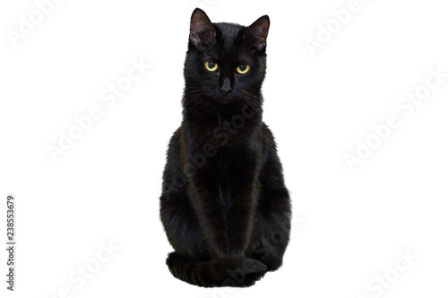 A black cat on a white background looks directly into the camera with a confident look.