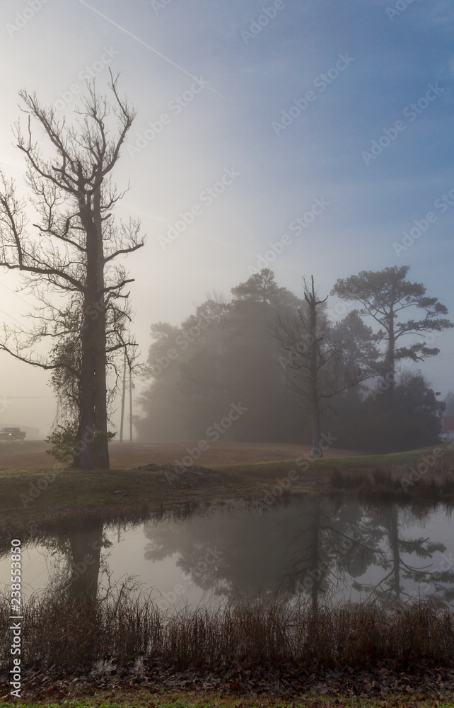 Foggy Morning in the woods with trees and a lake with a reflection Foggy Morning in the woods with trees and a lake with a reflection