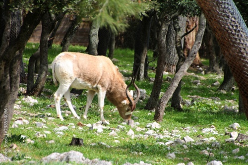 Au coeur du zoo photo