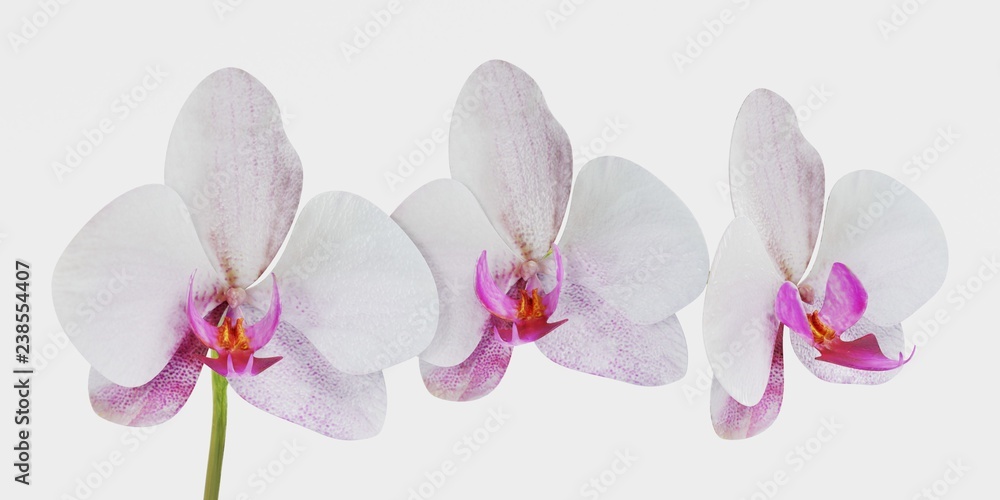 Fototapeta premium Realistic 3D Render of Orchid Flower