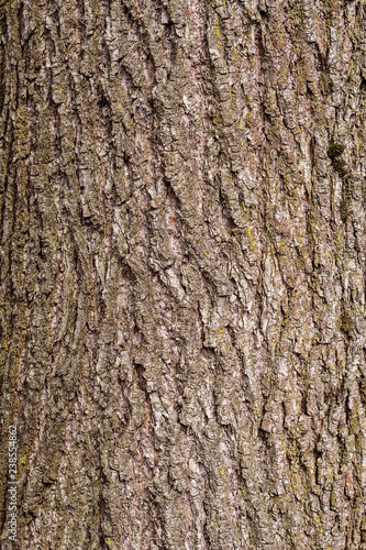 Charming texture of the bark of a lovely linden tree