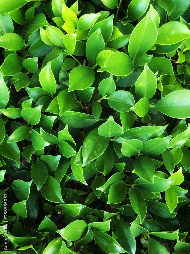 The blackground leaves The blackground leaves
