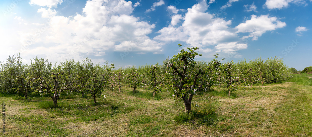 Blossoming apple garden in spring - banner