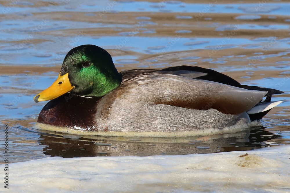 Fototapeta premium duck in the water