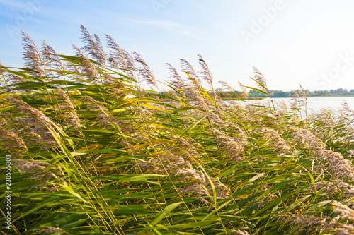 Close and Far at the Lake / Reed grass dandle in wind at lake in Mecklenburg state (Germany) on sunny day