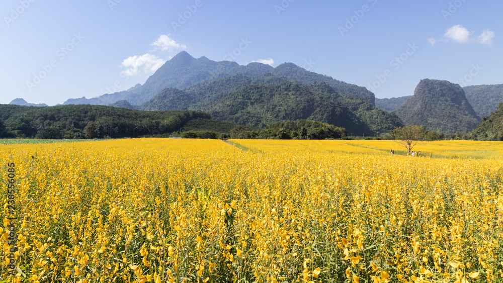 Yellow flower of Sunn hemp, Indian hemp flower field, Madras hemp or Crotalaria juncea is a tropical Asian plant used for green manure forage, organic soil building and cover crop applications
