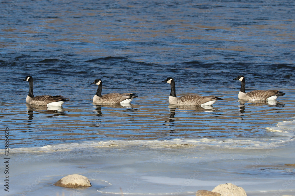 Fototapeta premium geese swimming in cold river water