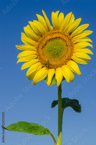 Sunflower against blue sky.