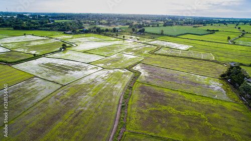 rice paddy field in agriculture firld thailand photo