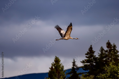 Sandhill Cranes In Flight