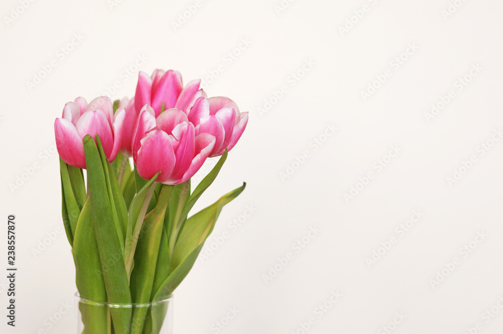 Bunch of pink tulips on white background with copyspace for your text