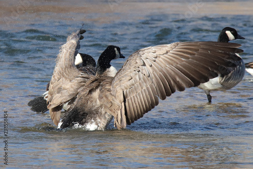 canada goose in water with wings spread
