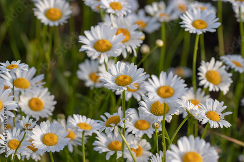 Daisies in the field at summer sunset