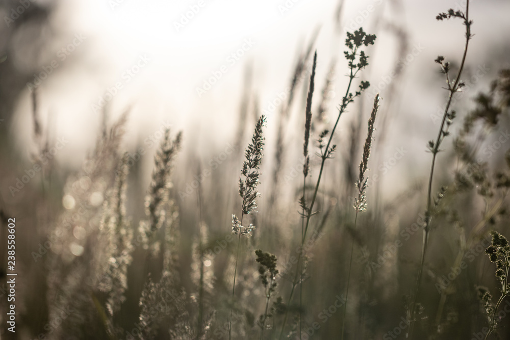 Feather grass in the field at summer sunset