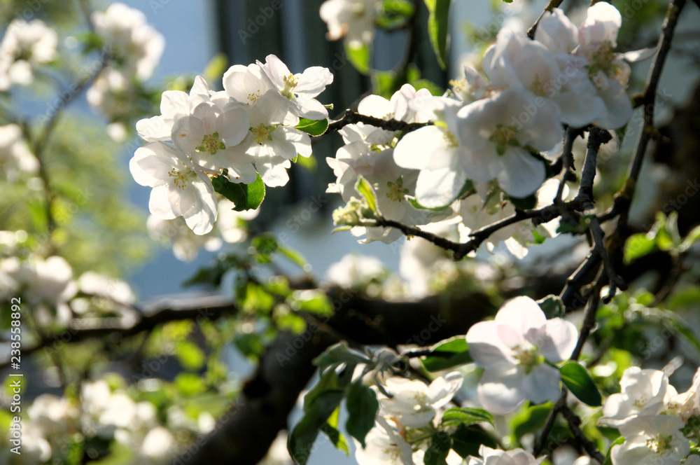 Apple blossom in Swiss village of Berschis