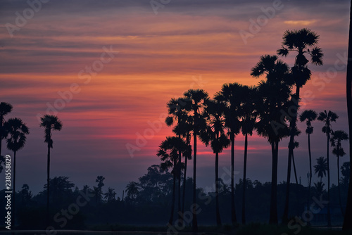 silhouette of sugar palm trees on twilight sunrise skyline