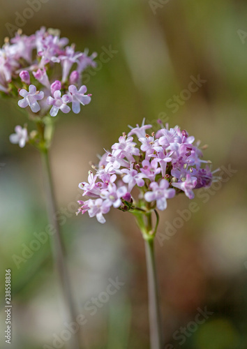Macrophotographie fleur sauvage - Valeriane dioique - Valeriana dioica