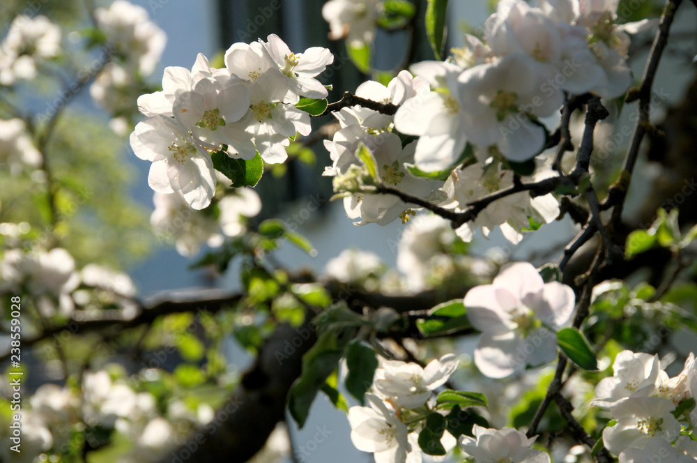 Apple blossom in Swiss village of Berschis Apple blossom in Swiss village of Berschis