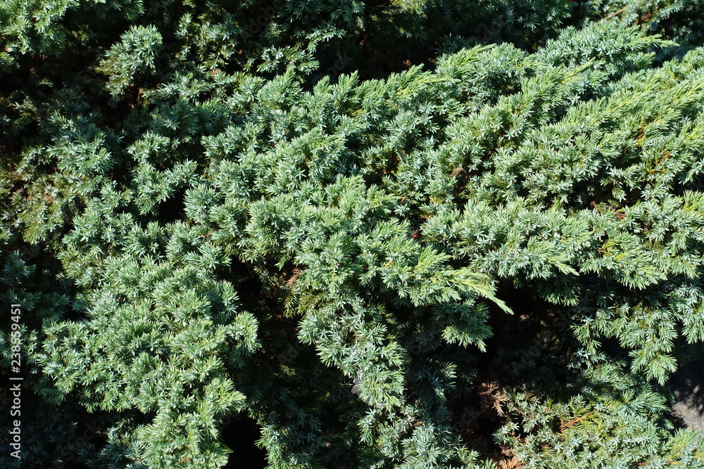 Blue green foliage of Juniperus squamata in July