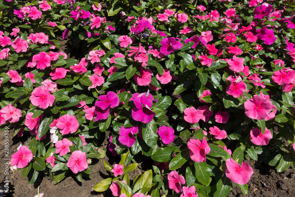 Blossoming Catharanthus roseus in various shades of pink
