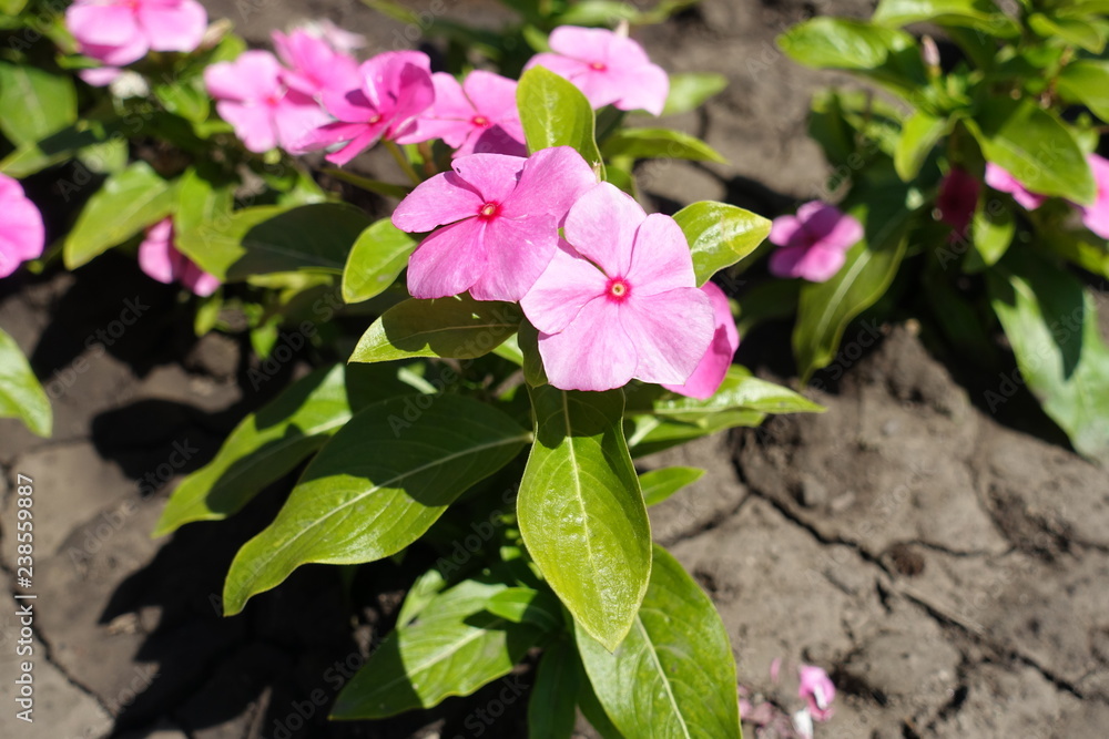 Close shot of Catharanthus roseus with pink flowers Close shot of Catharanthus roseus with pink flowers