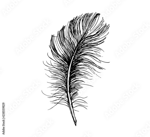 Hand drawn feather on white background.