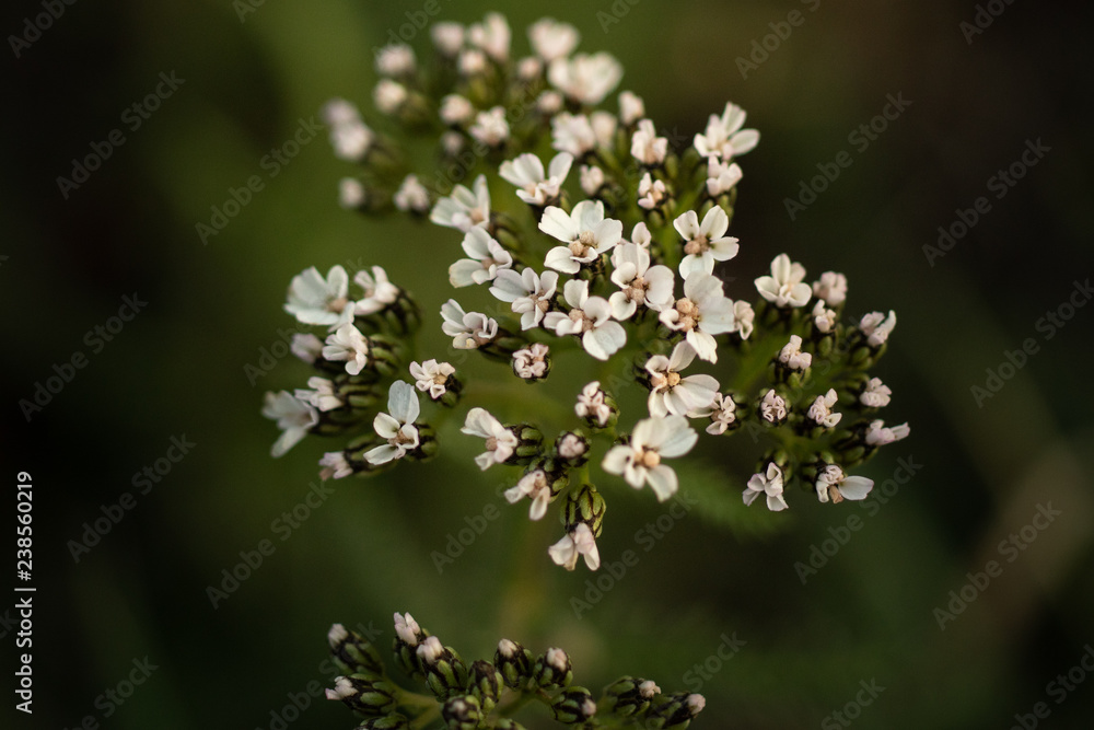 Kleine weiße Blüten Kleine weiße Blüten