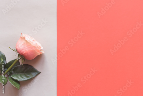 Rose flower on a double background.