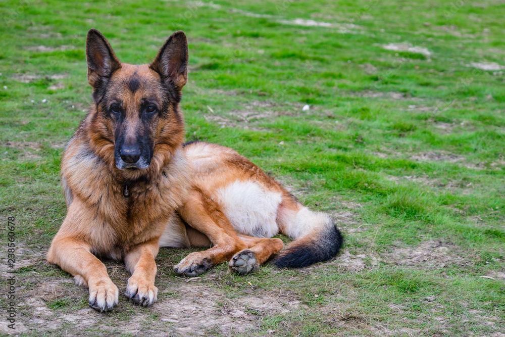 German shepherd dog on the grass