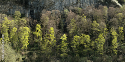 Spring foliage of wood in Flums, Swiss Alps