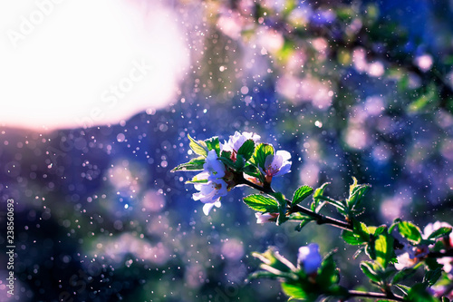 beautiful natural background with cherry Bush branches with delicate white fl...