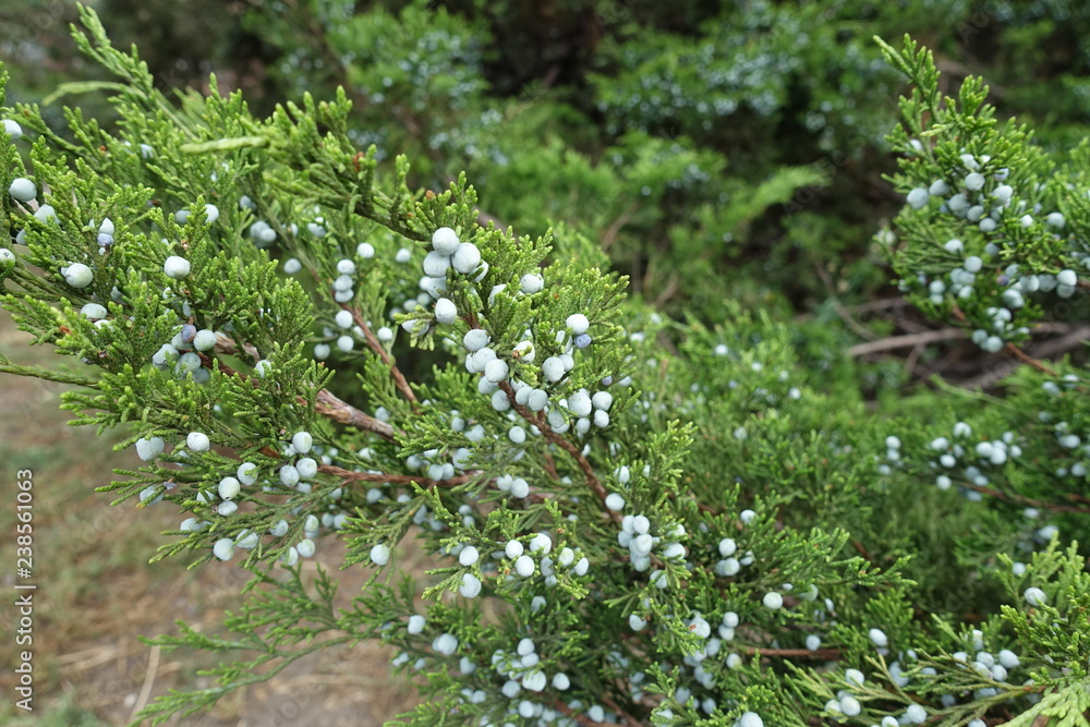 Waxy blue berries on branch of savin juniper Waxy blue berries on branch of savin juniper