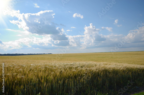 Barley field under cloudy blue sky in Ukraine