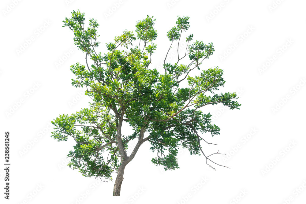 Obraz premium Trees isolated on white background, tropical trees isolated used for design, advertising and architecture