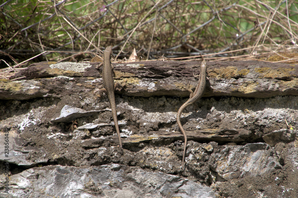 Podarcis muralis; Walll lizards sunning in Walenstadt, Swiss Alps Podarcis muralis; Walll lizards sunning in Walenstadt, Swiss Alps
