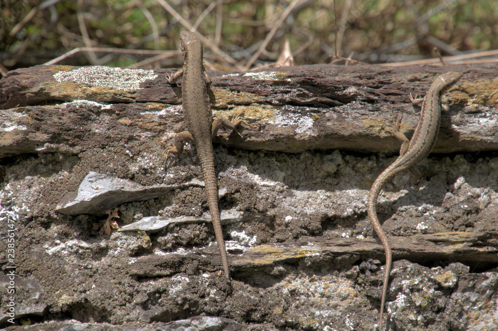 Podarcis muralis; Walll lizards sunning in Walenstadt, Swiss Alps Podarcis muralis; Walll lizards sunning in Walenstadt, Swiss Alps