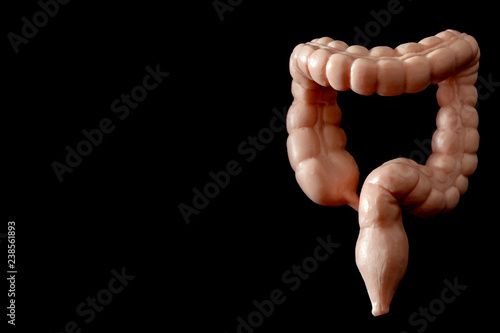 Gastrointestinal medicine, digestive system and colon cancer concept with close up on a medical model of the large intestine or bowel isolated against a black background with copy space